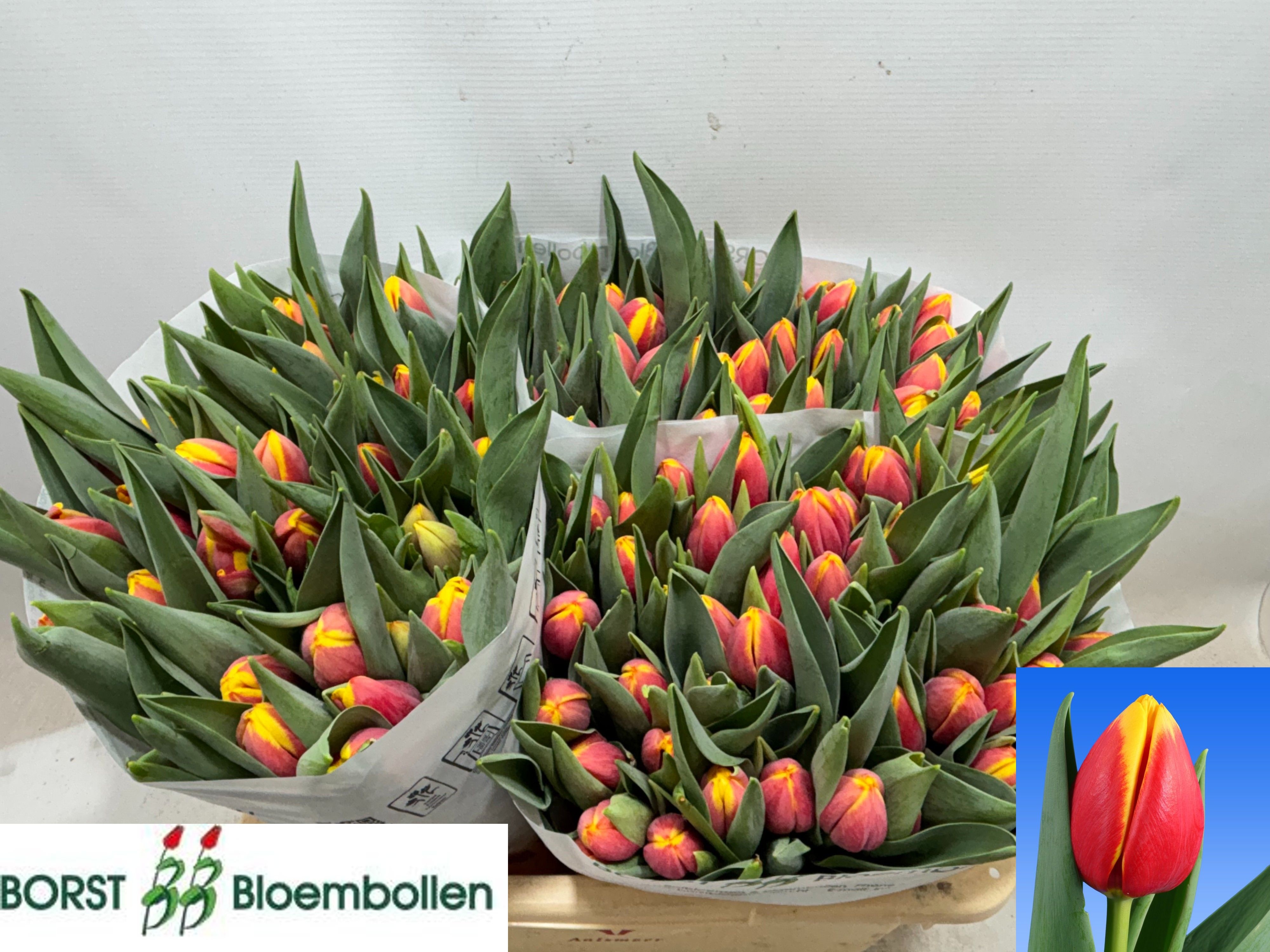 Tulipa Rambo 38cm 50gram