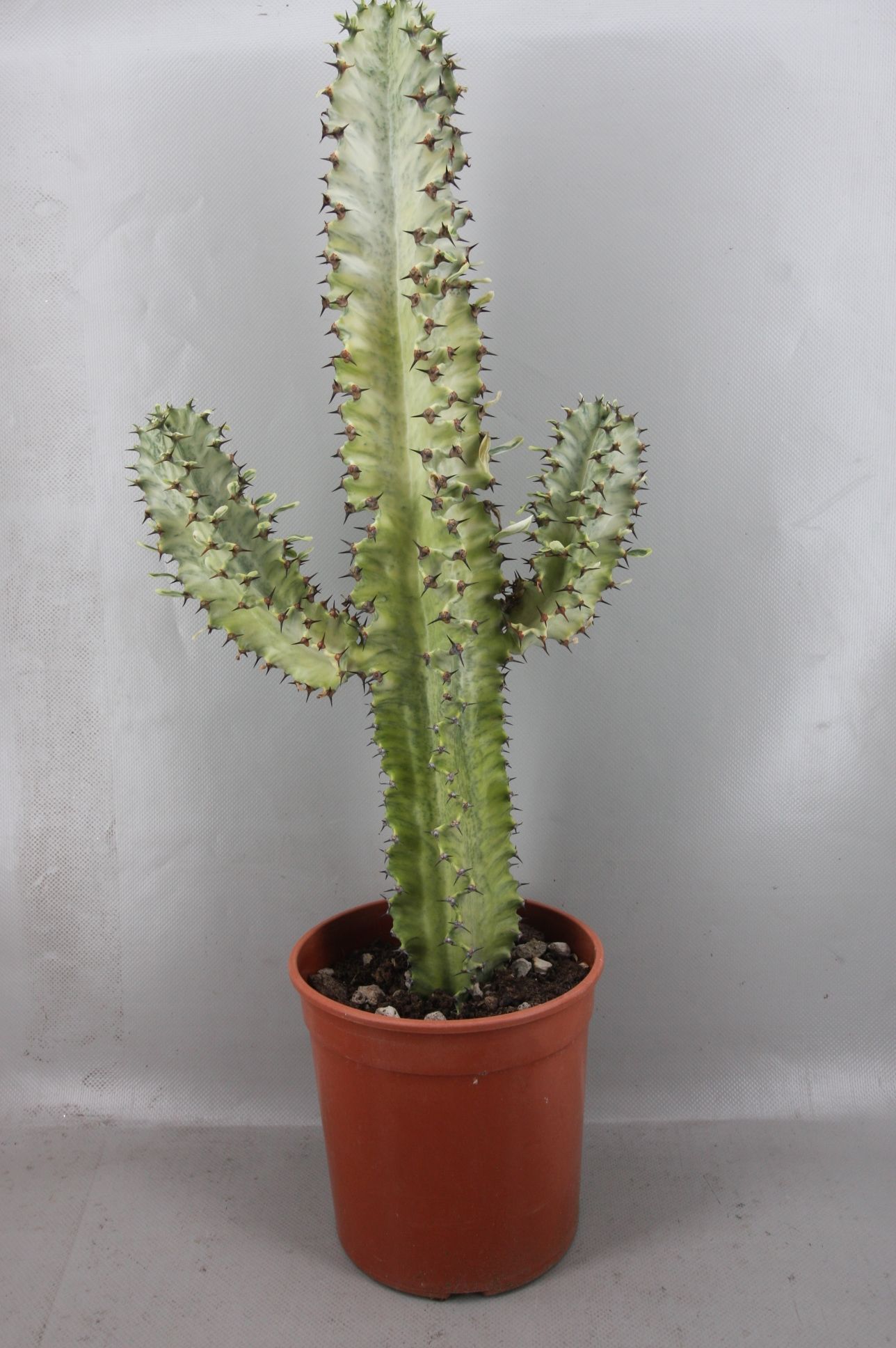 Euphorbia ingens 'Variegata' EUPHOR INGENS VAR | Gardenline