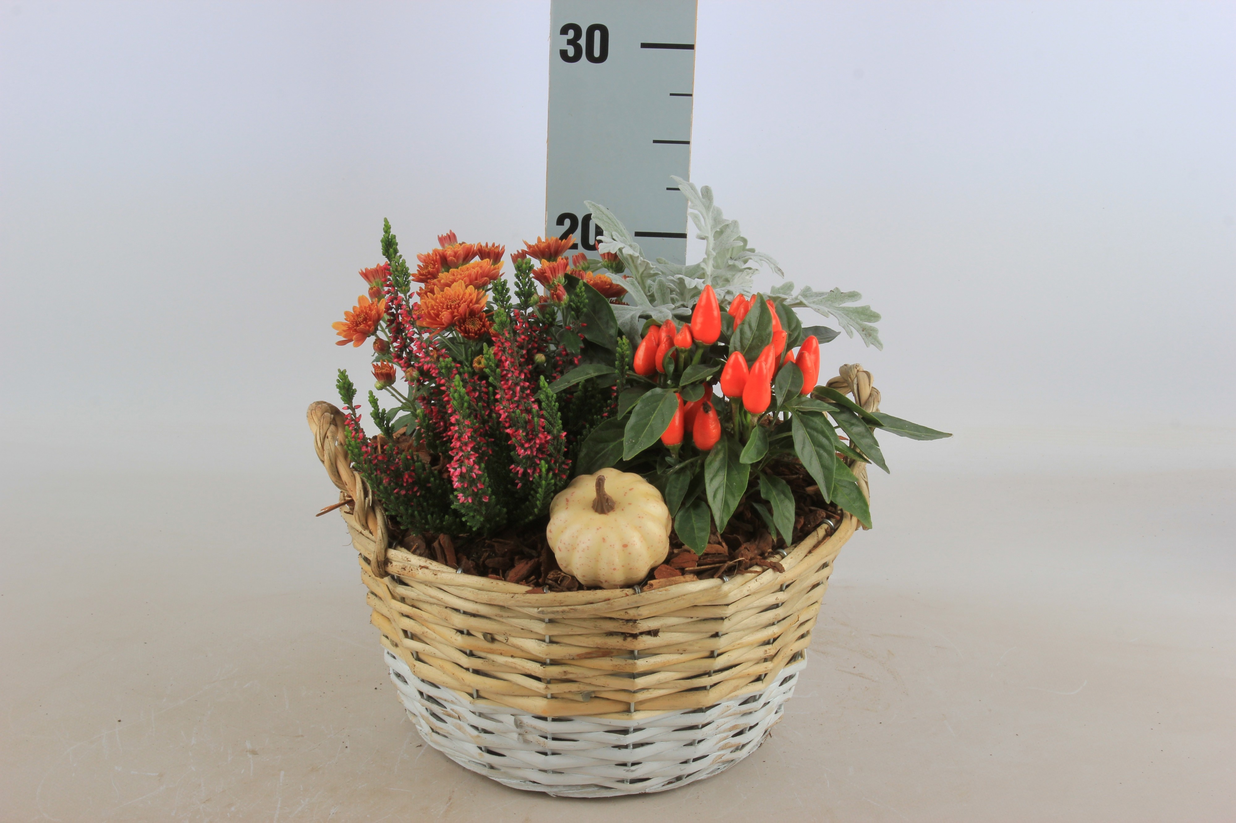 Arr Tuinplanten 24P 30cm 12bloei