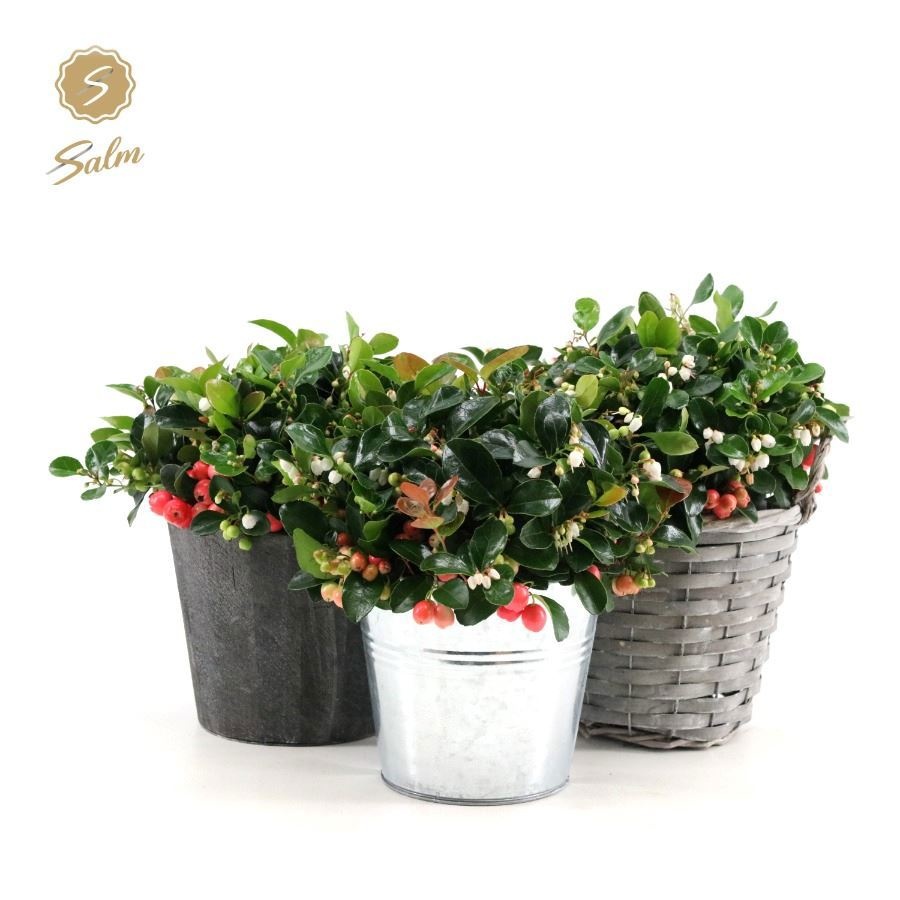 Gaultheria pr. 'Big Berry'® in Added Value Mix