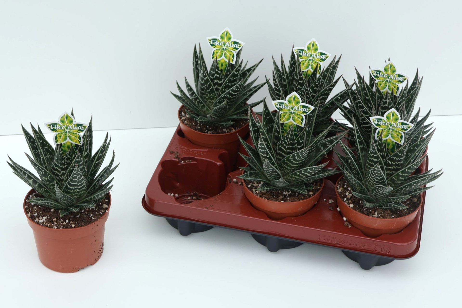 Aloe 'Tiki Tahi' | Hamiplant
