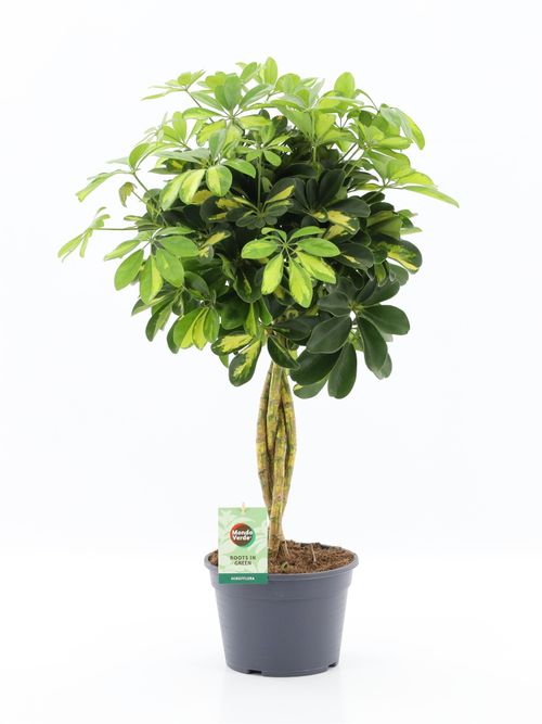 Schefflera arboricola 'Gold Capella' p19 MV