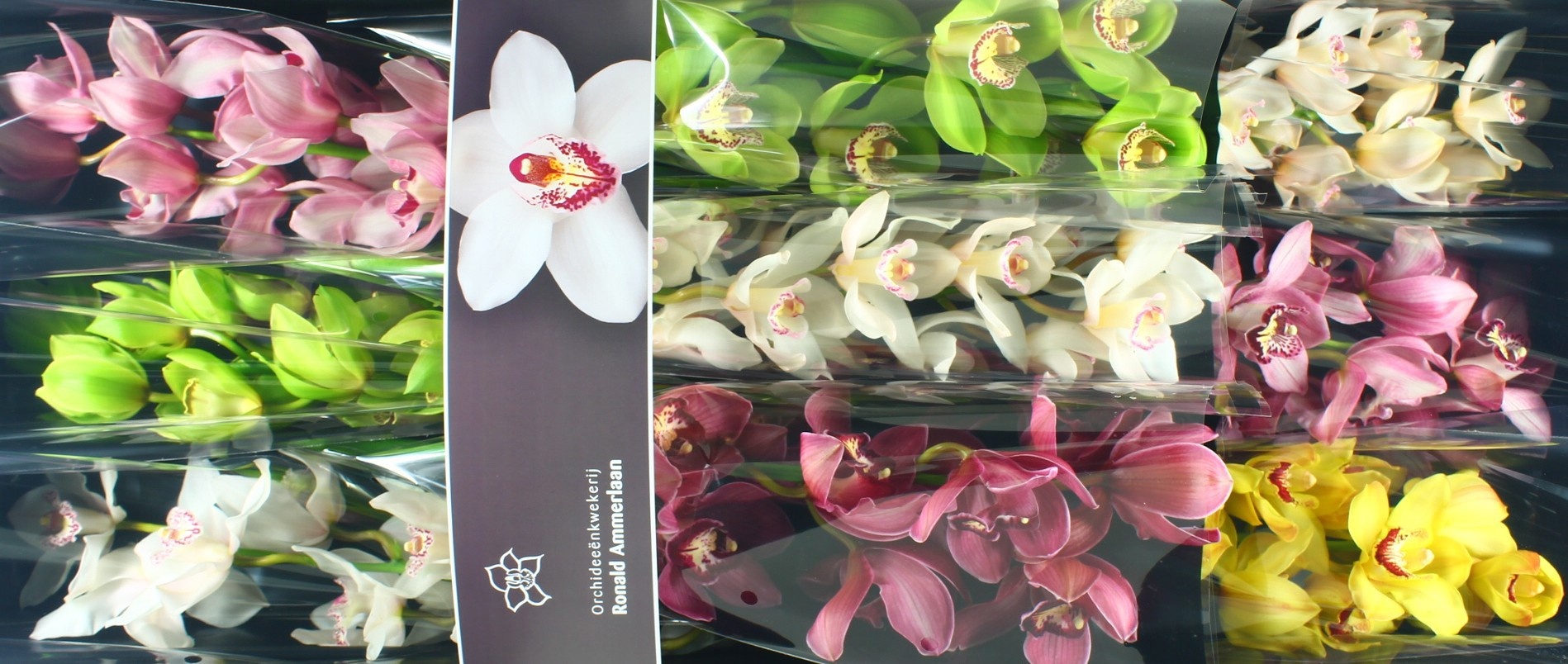 Cymbidium Asst 8bl