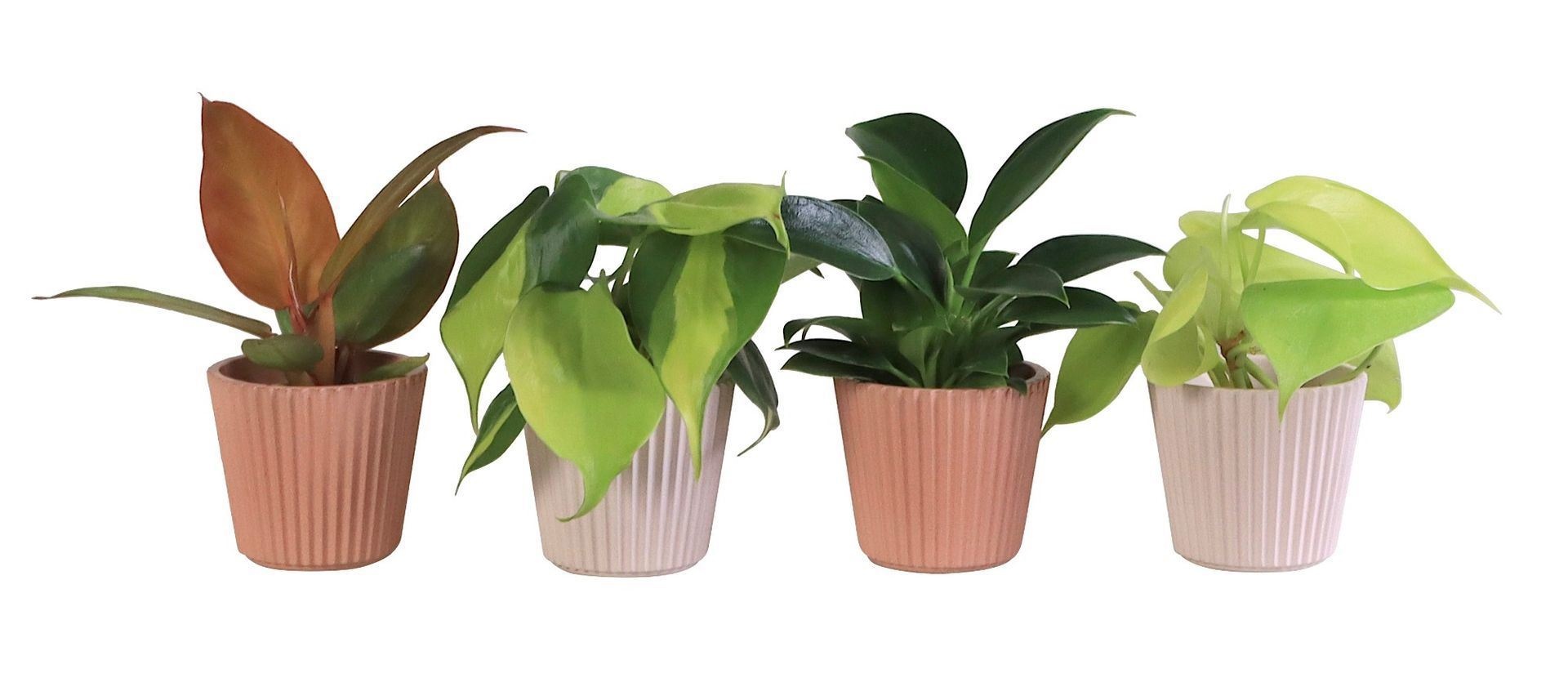 Philodendron L 65928 with Philodendron Mix