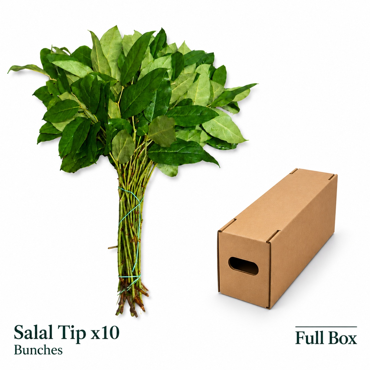 Gaultheria Shall Bs 40L.cm