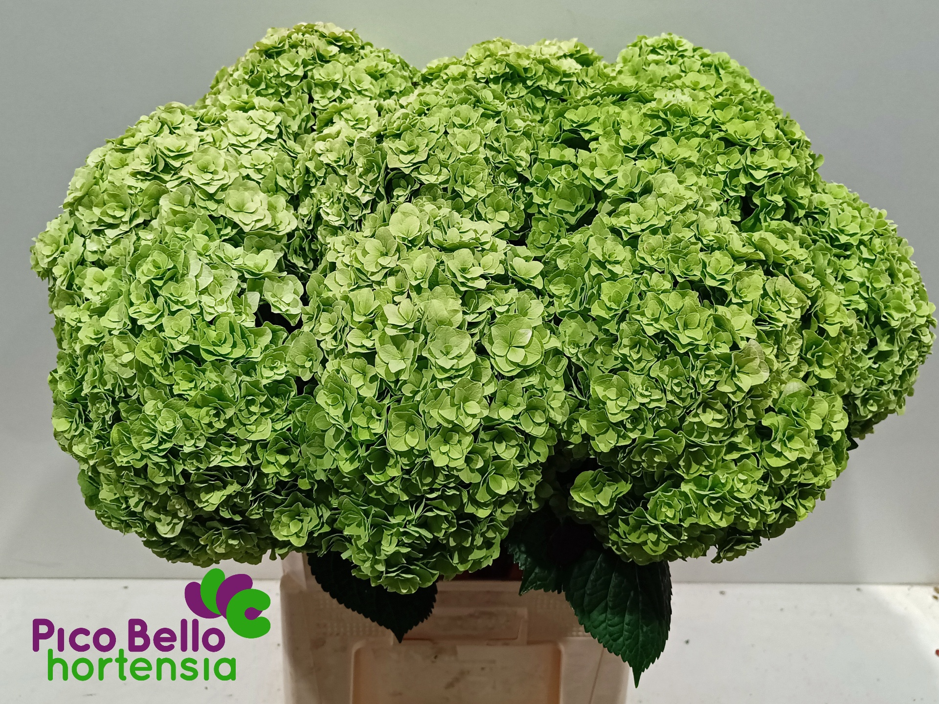 Hydrangea Roy Highne Classic 80cm 23Ø