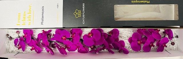 Phal An Chiangmai
