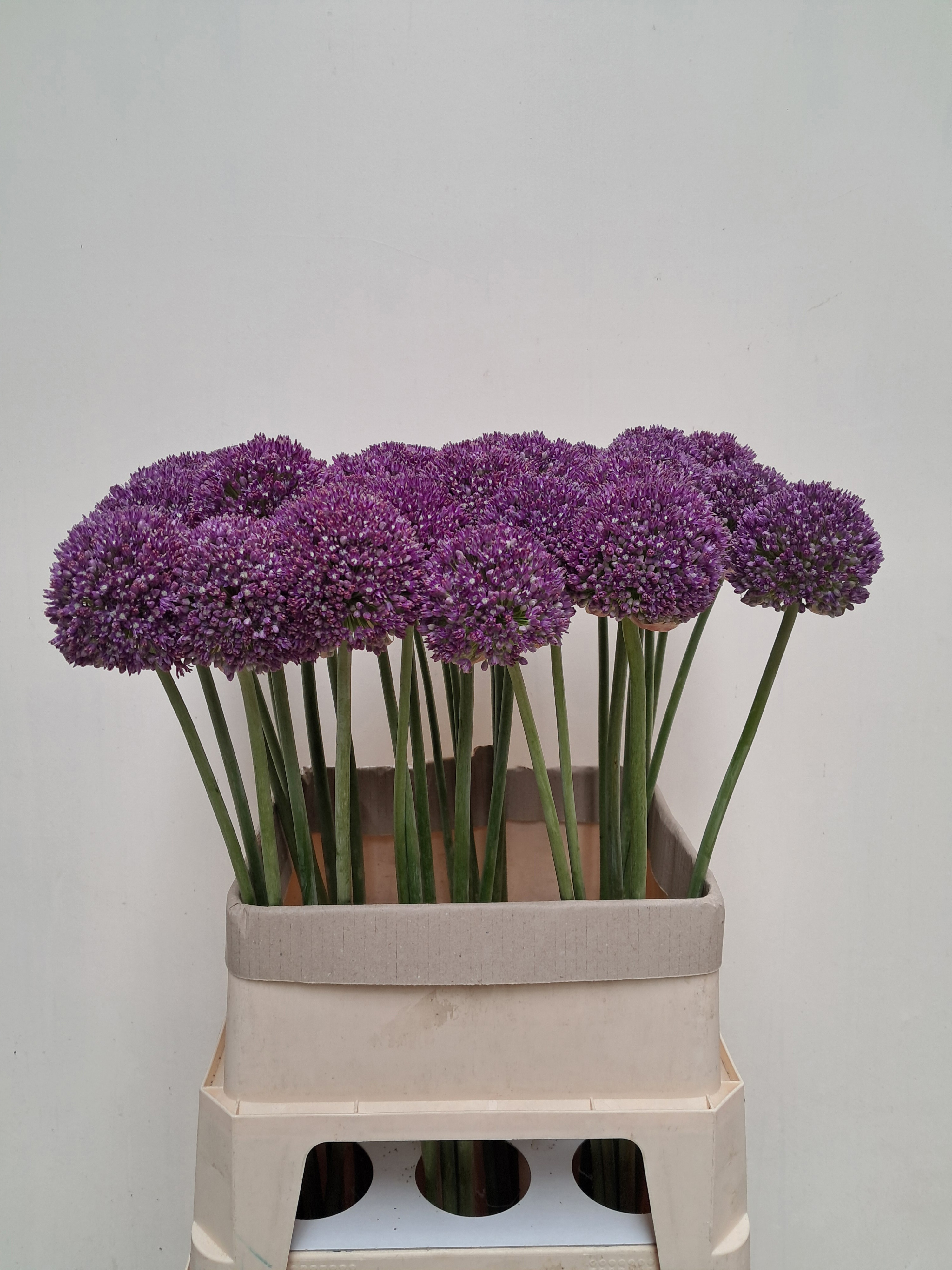 Allium Ambassador