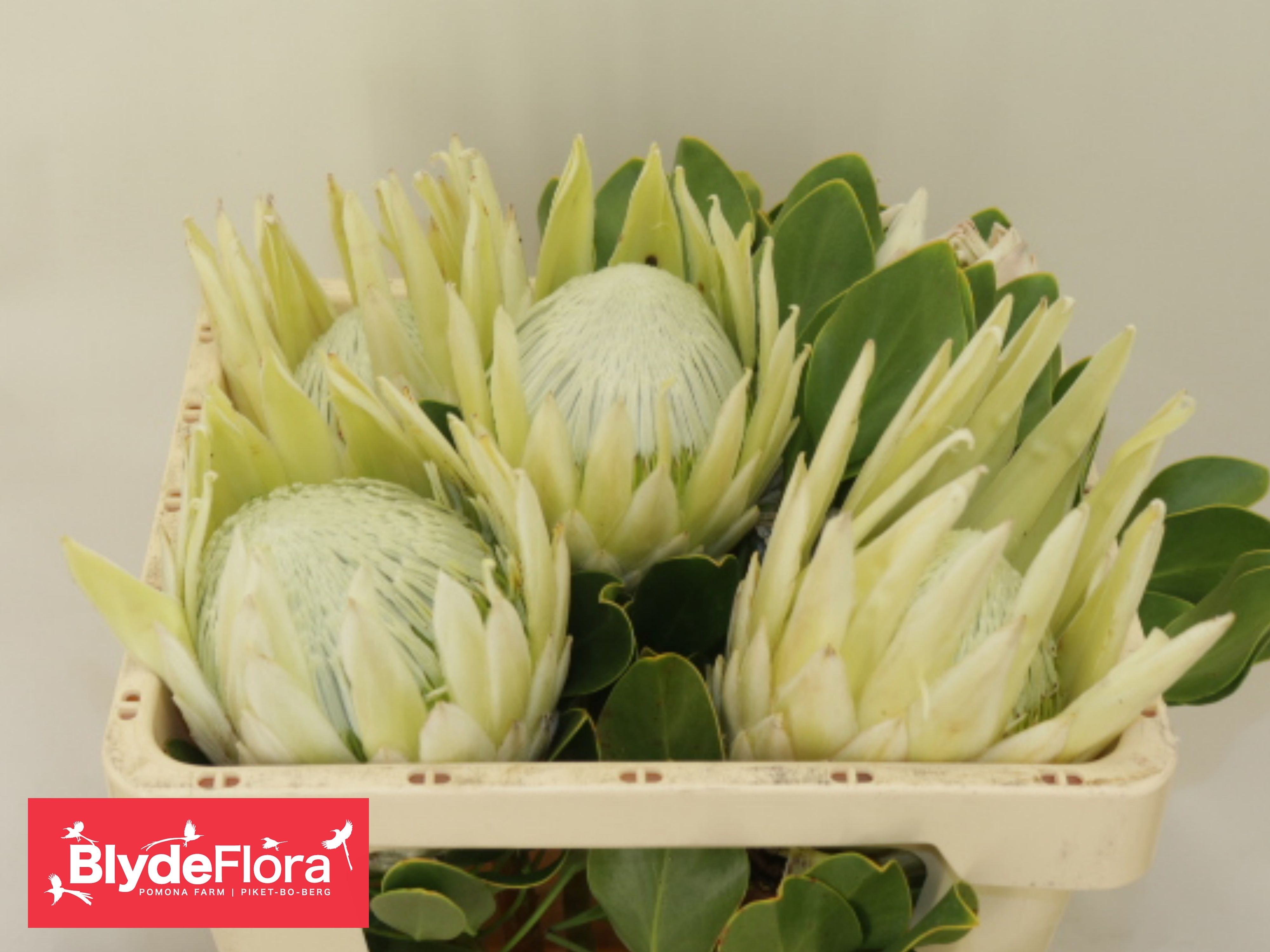 Protea Cynaroides 50cm