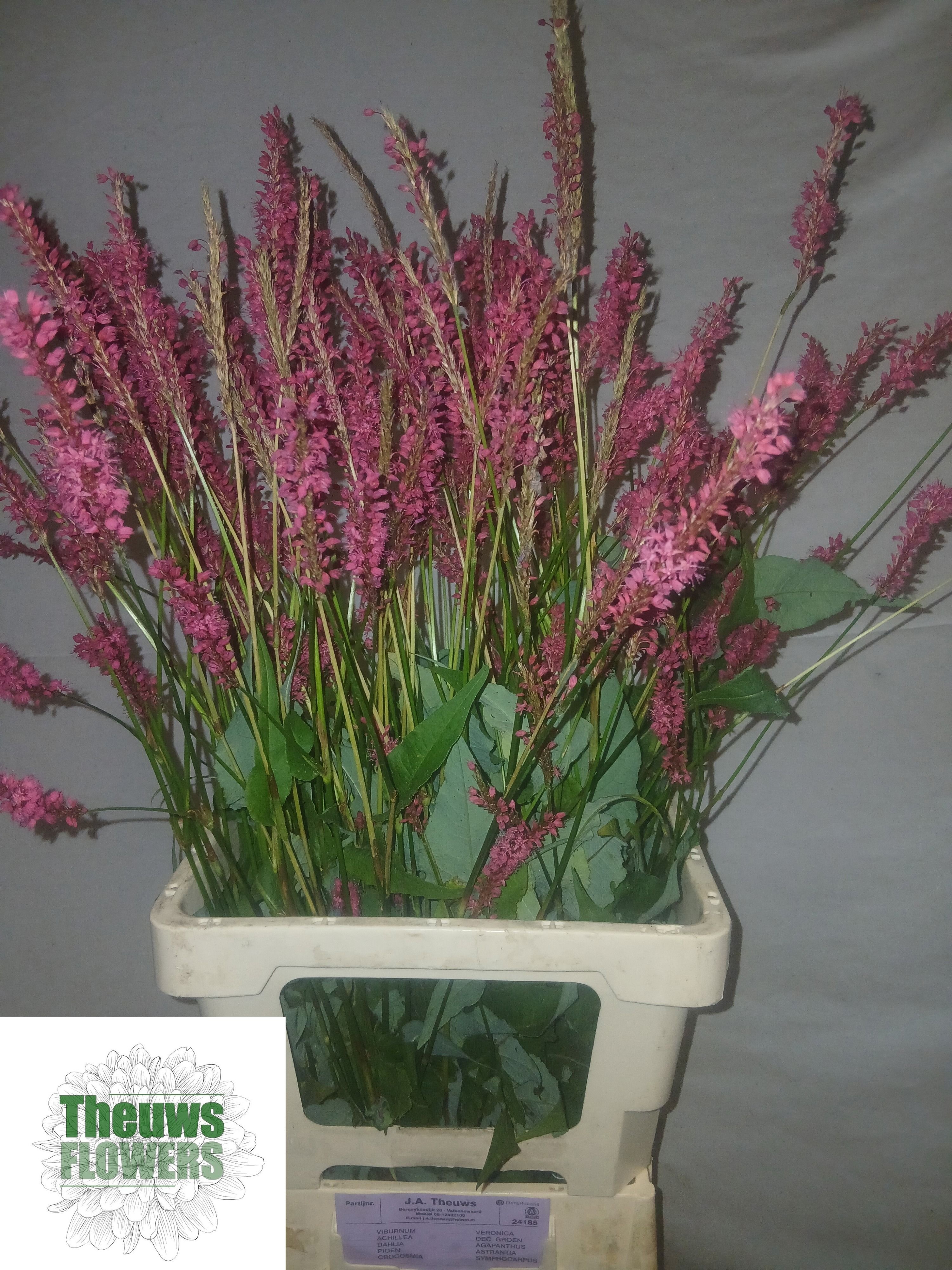 Persicaria Firedance 80cm