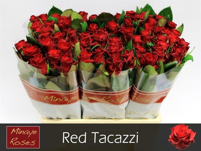 R Gr Red Tacazzi+