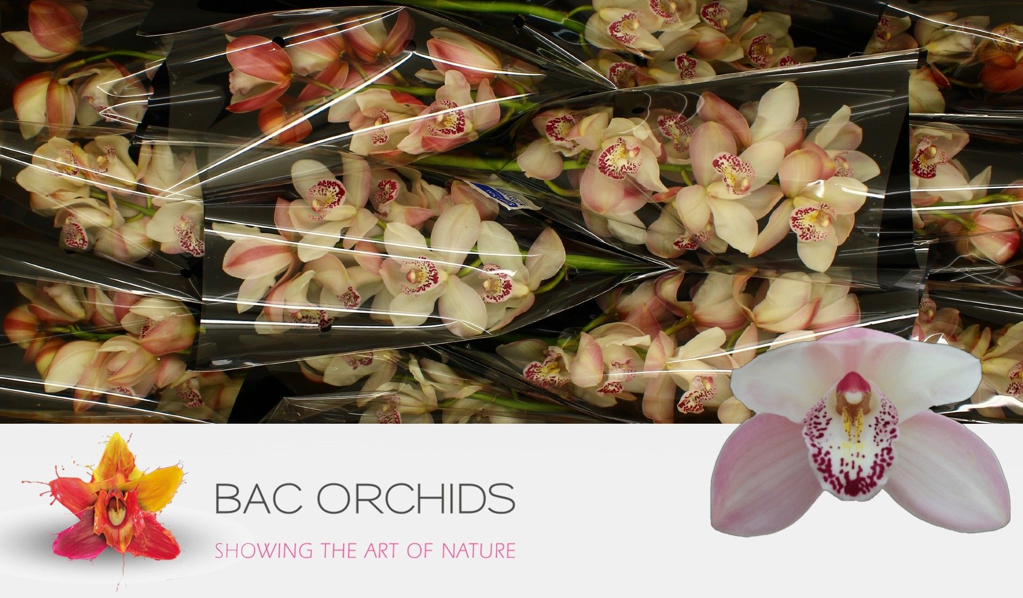 Cymbidium Summer Magic Pink 5/8bl