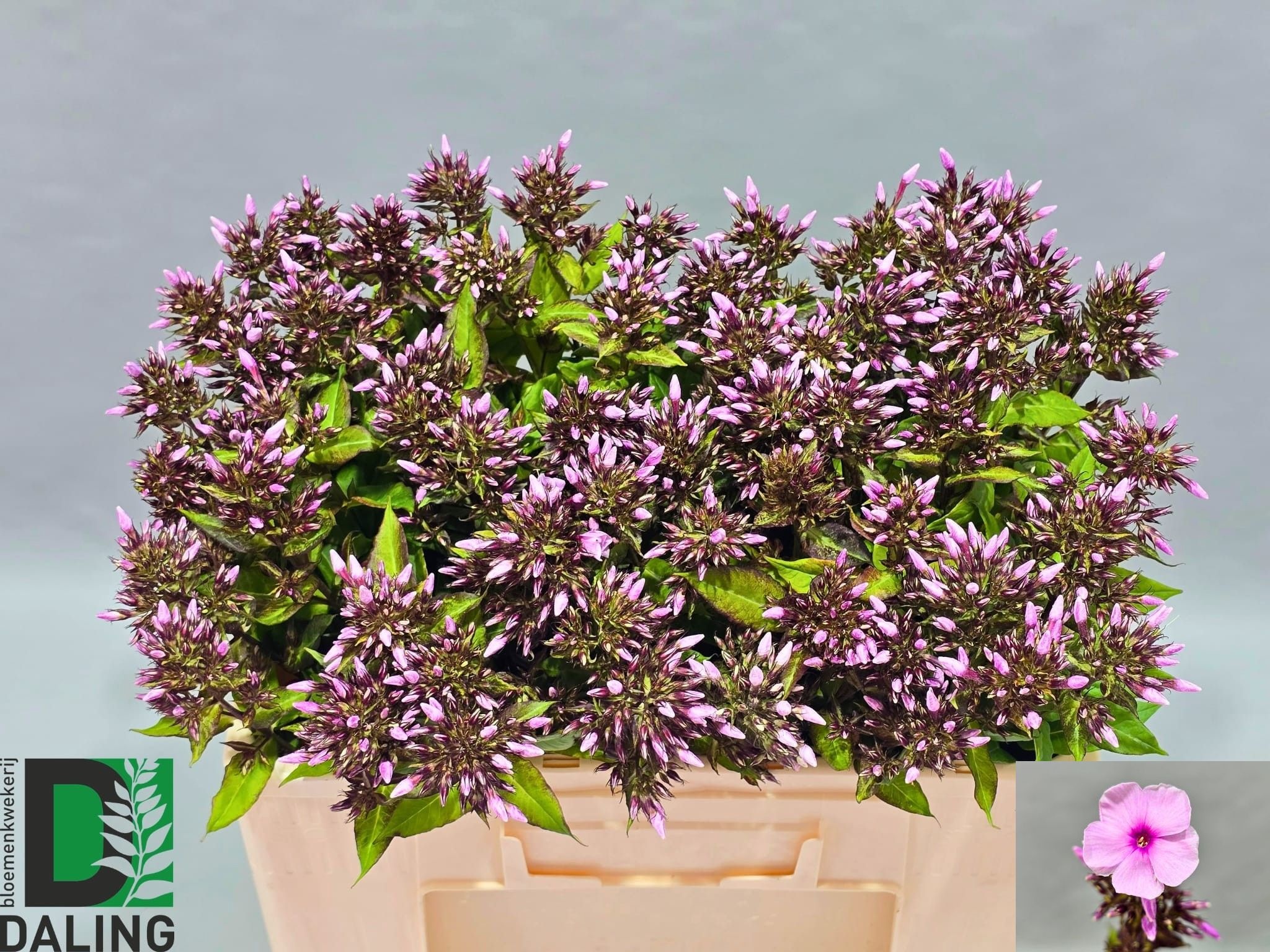 Phlox P Bri Eyes