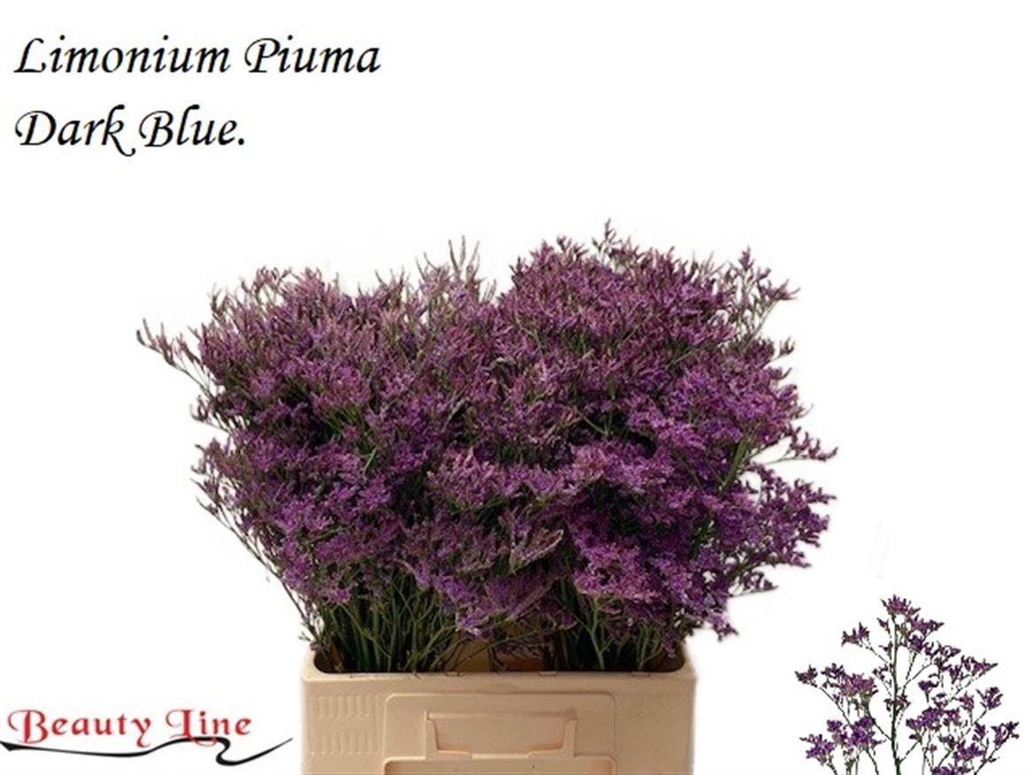 Lim Piuma Dark Blue