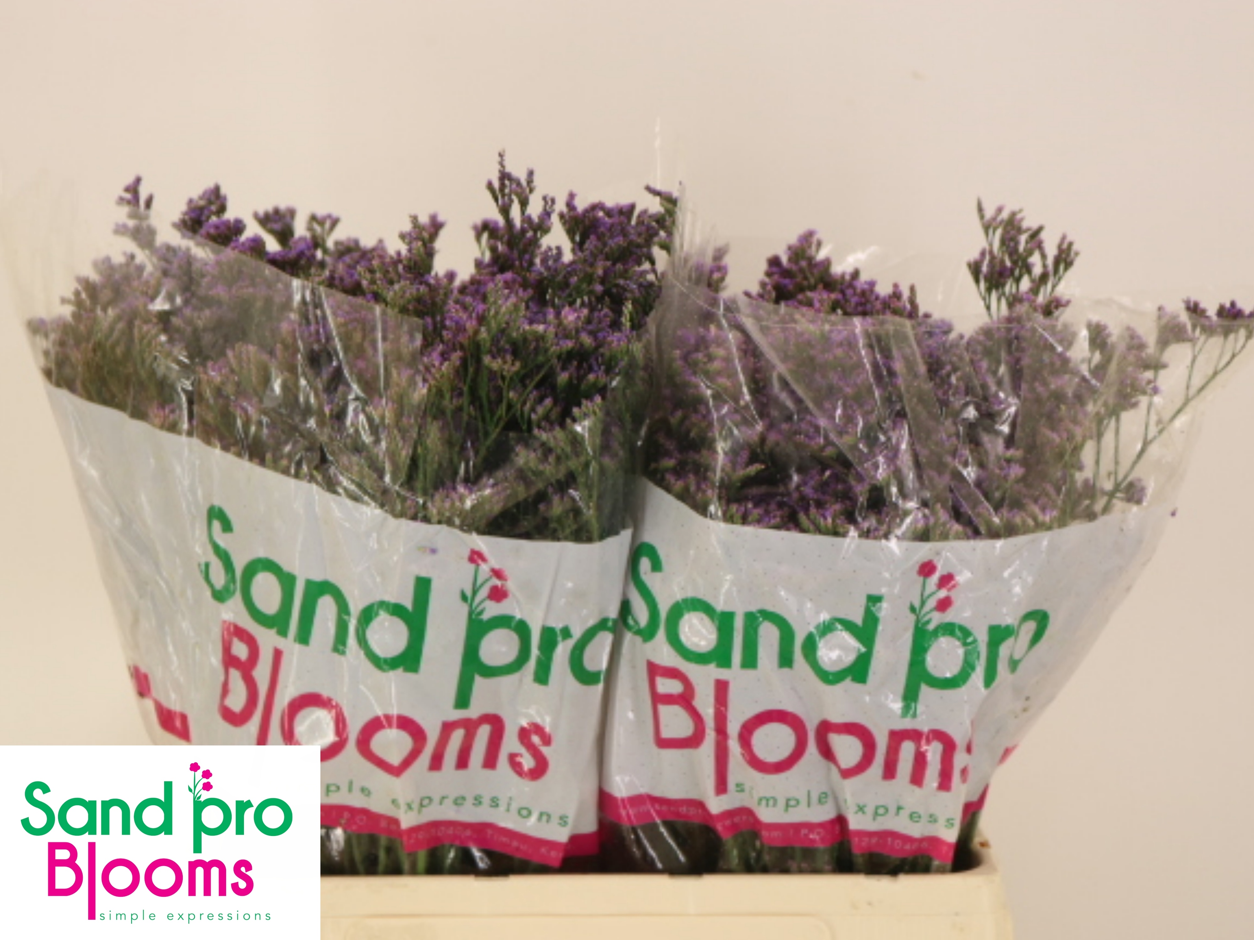 Limonium Saf Shooting Star 60cm 25gram
