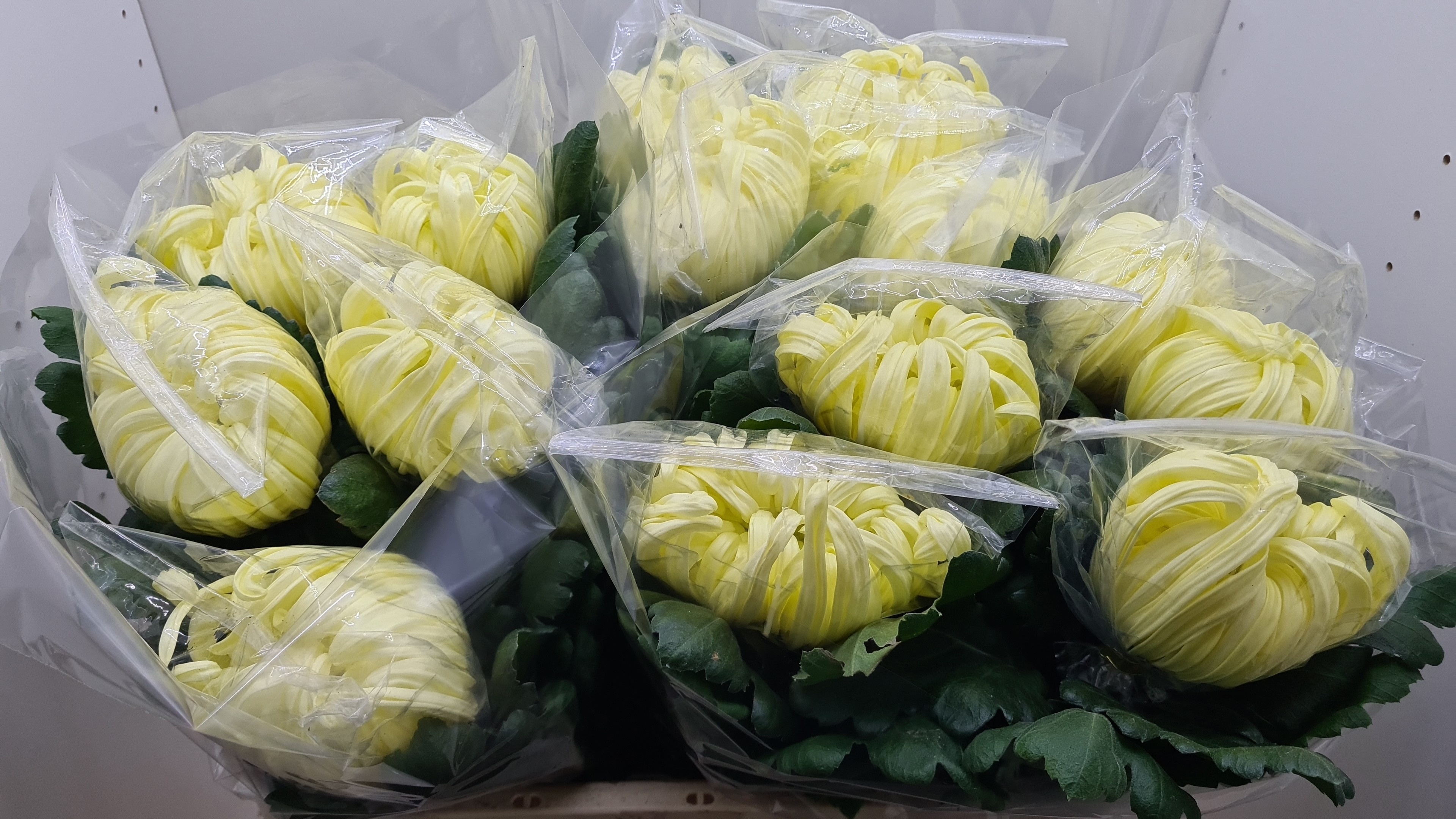 Chr G Vienna Yellow 80cm 160gram