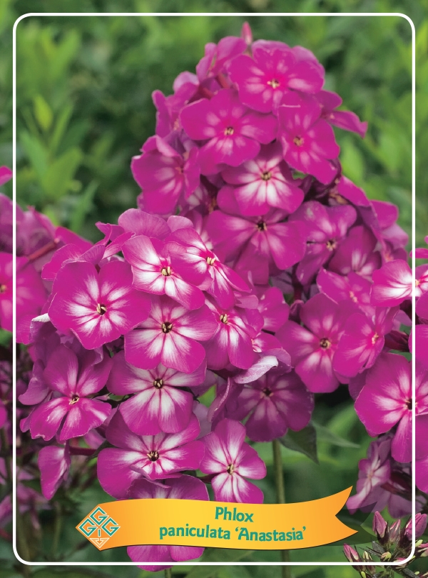 Picture of Phlox paniculata mix 6x10 srt. per shelve P11