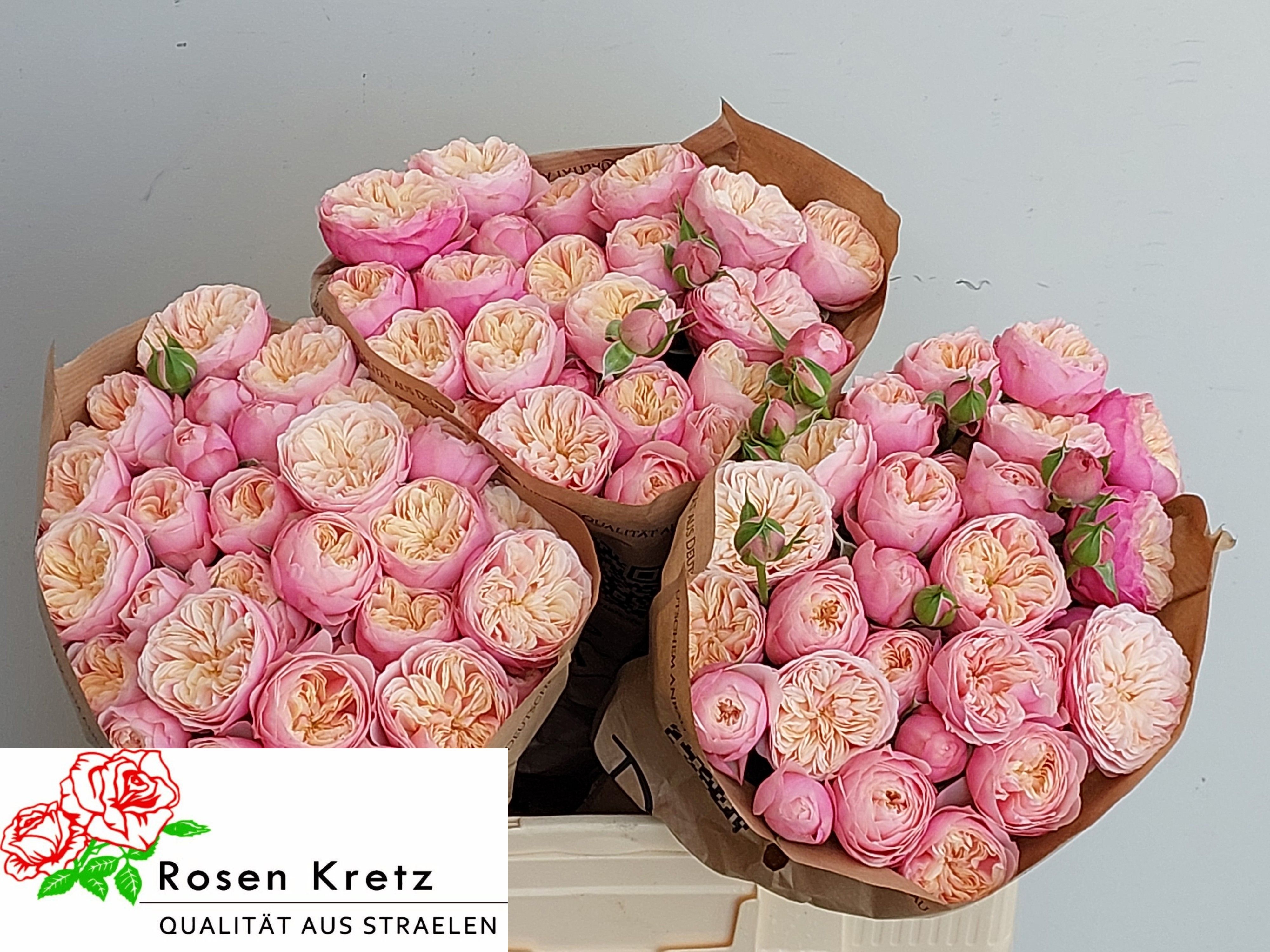 R Tr Royal Blush