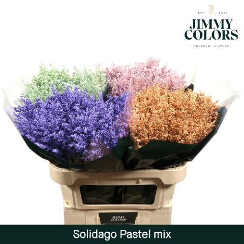 Solidago L80 Pastel Mix