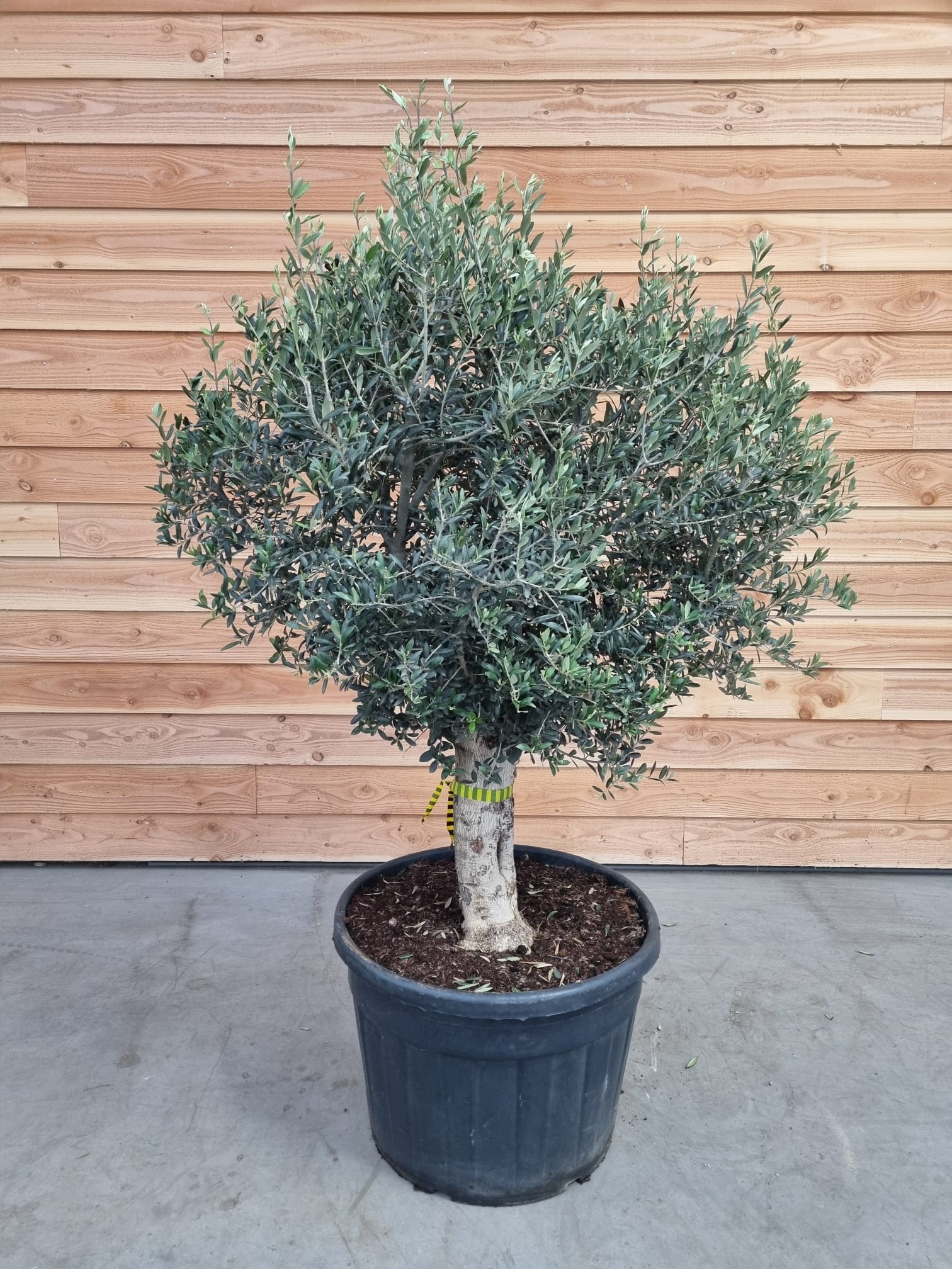 Picture of Olea europaea P70 STAM 80/BOL110CM