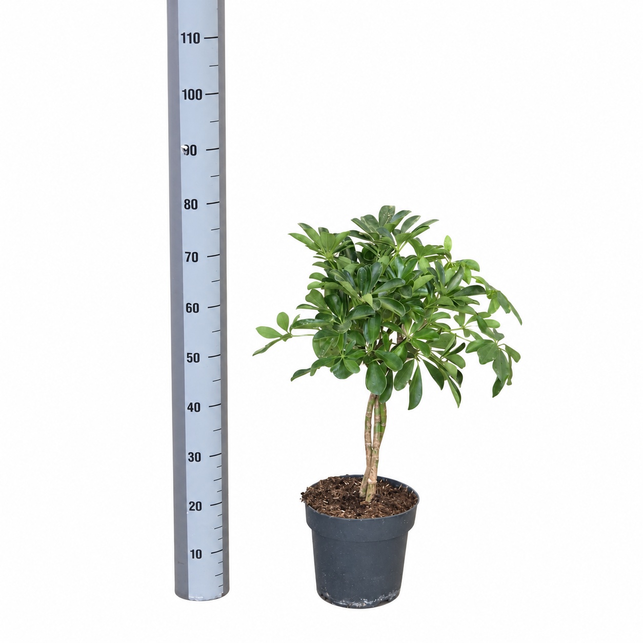 Schef Ar Compacta 21Ø 68cm