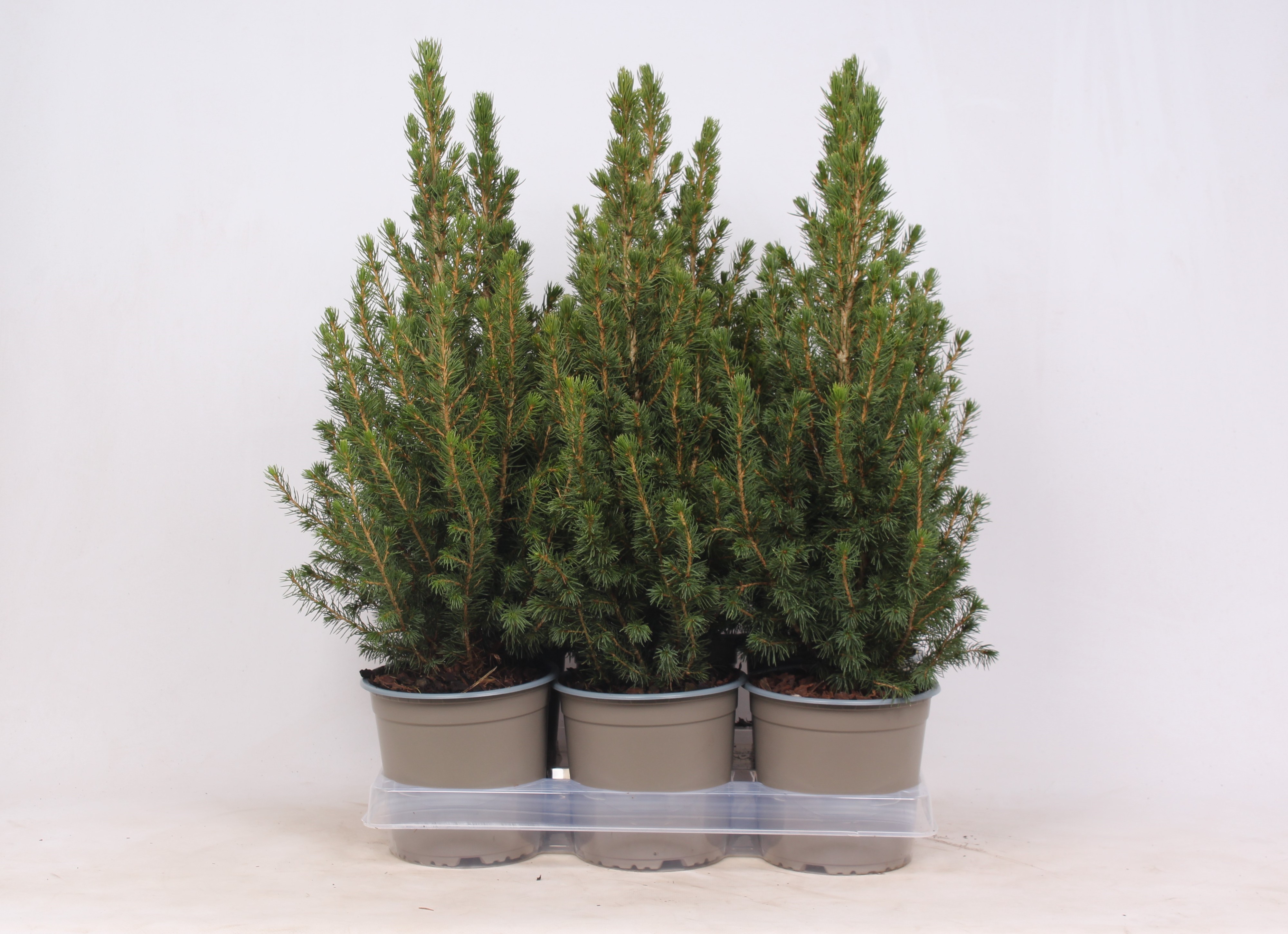 Picture of Picea glauca Conica P15