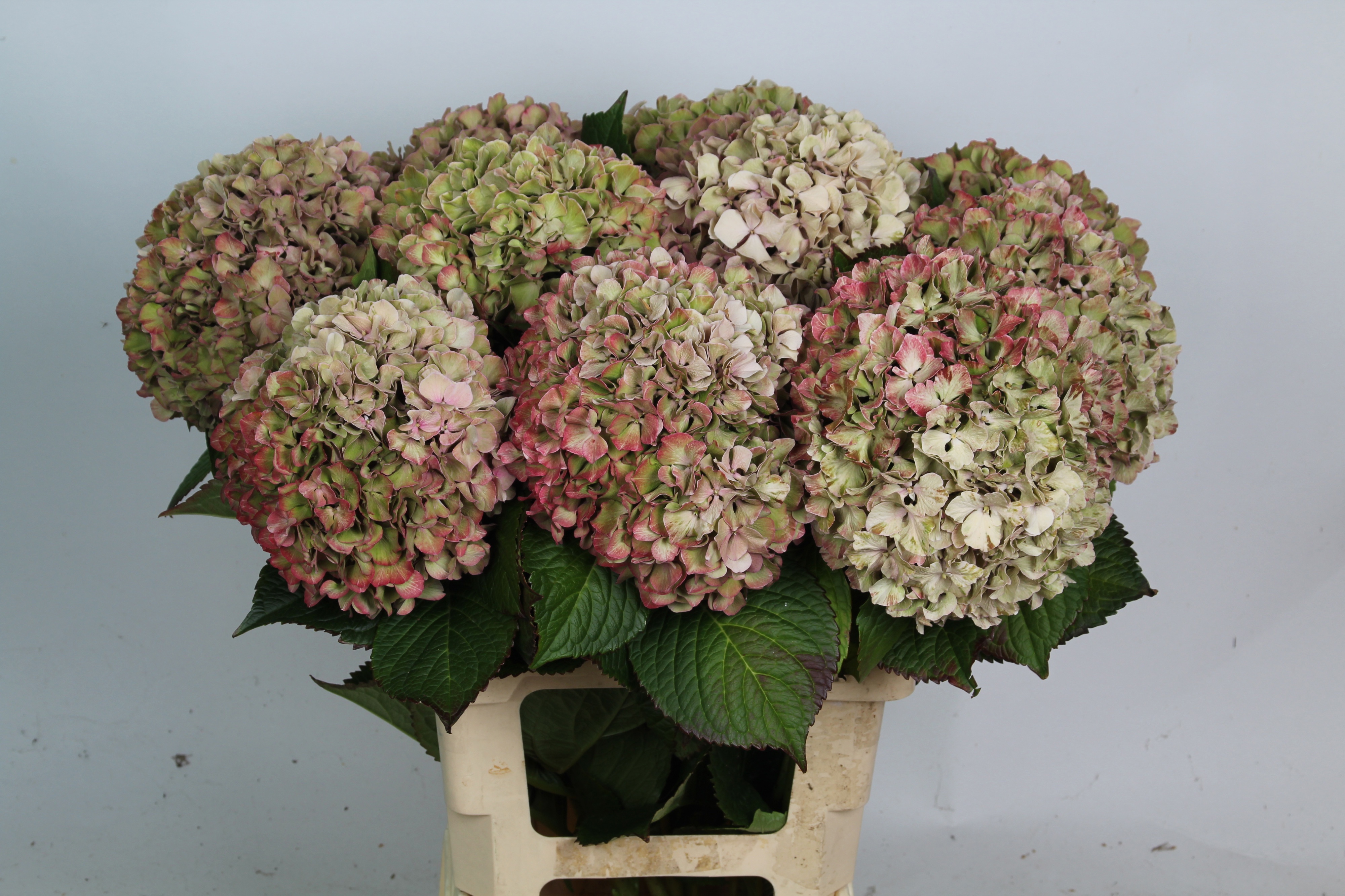 Hydrangea Glowing Alps Classic 70cm 19Ø
