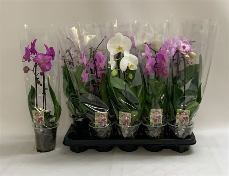Phal El Cascade 12Ø 50cm