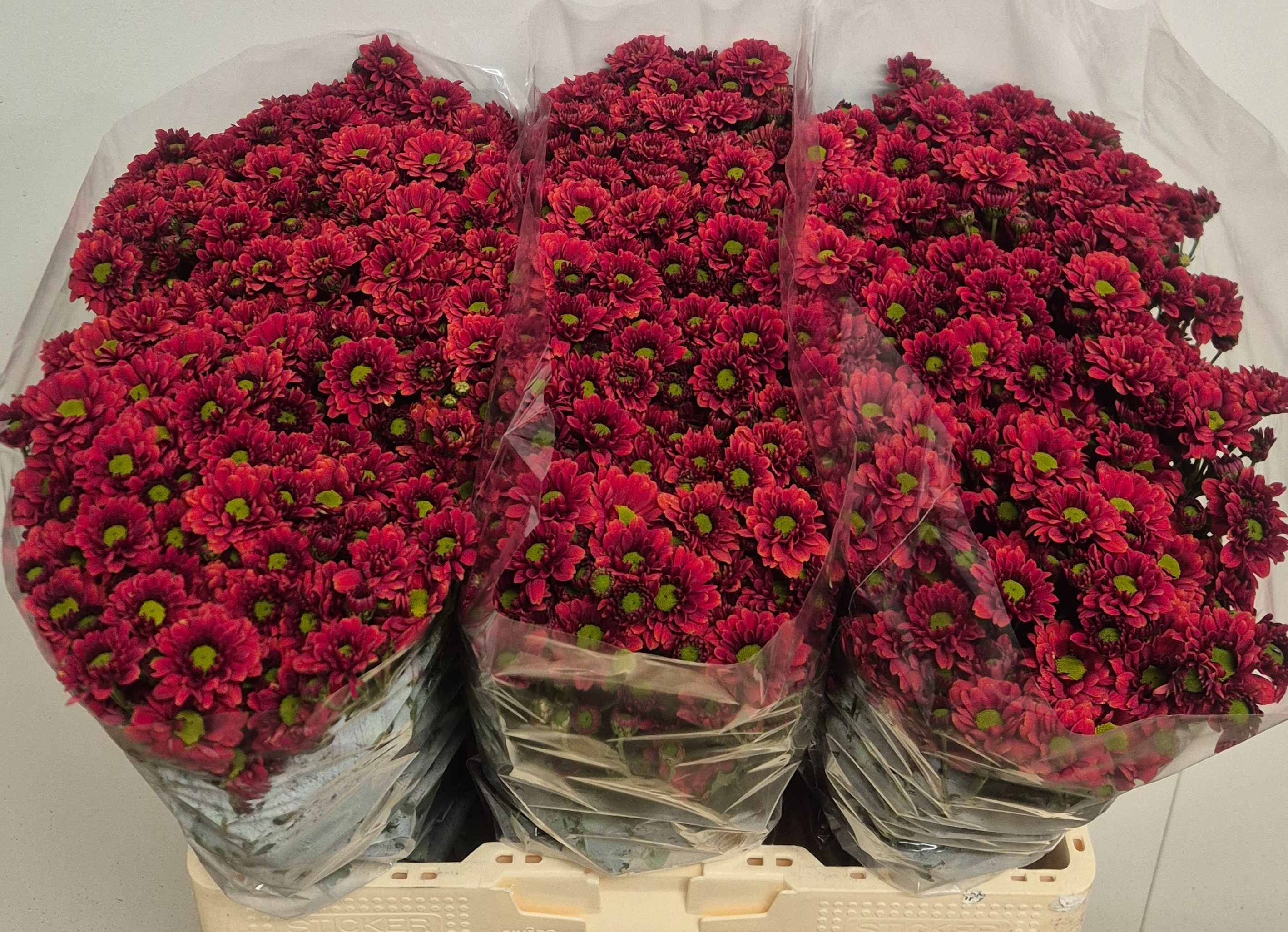 Chrysanthemum Santini Melissa Red