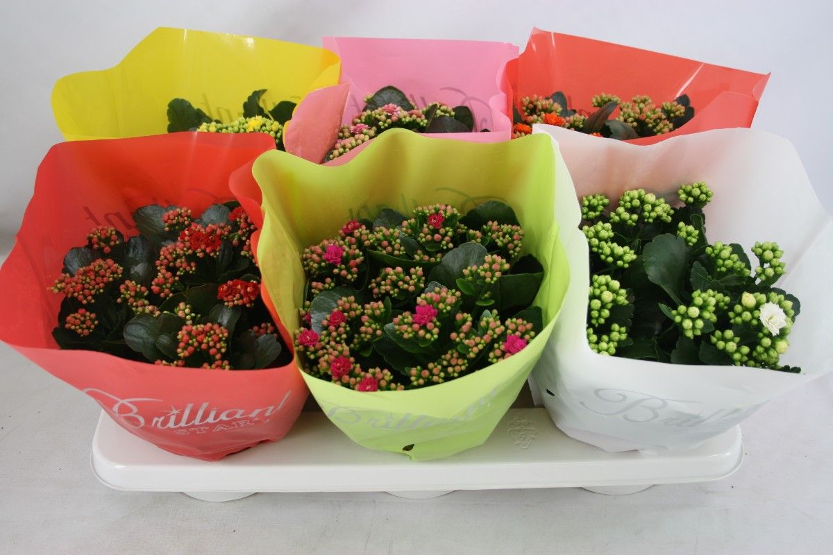 Gevuld 15 Cm Brilliant Mix