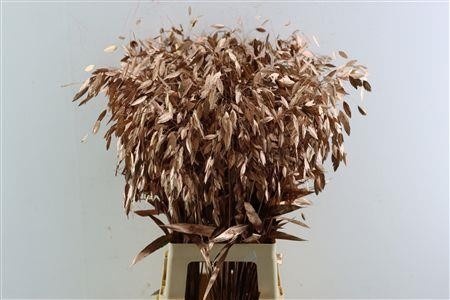 Dried/preserved Flowers Misc 70cm