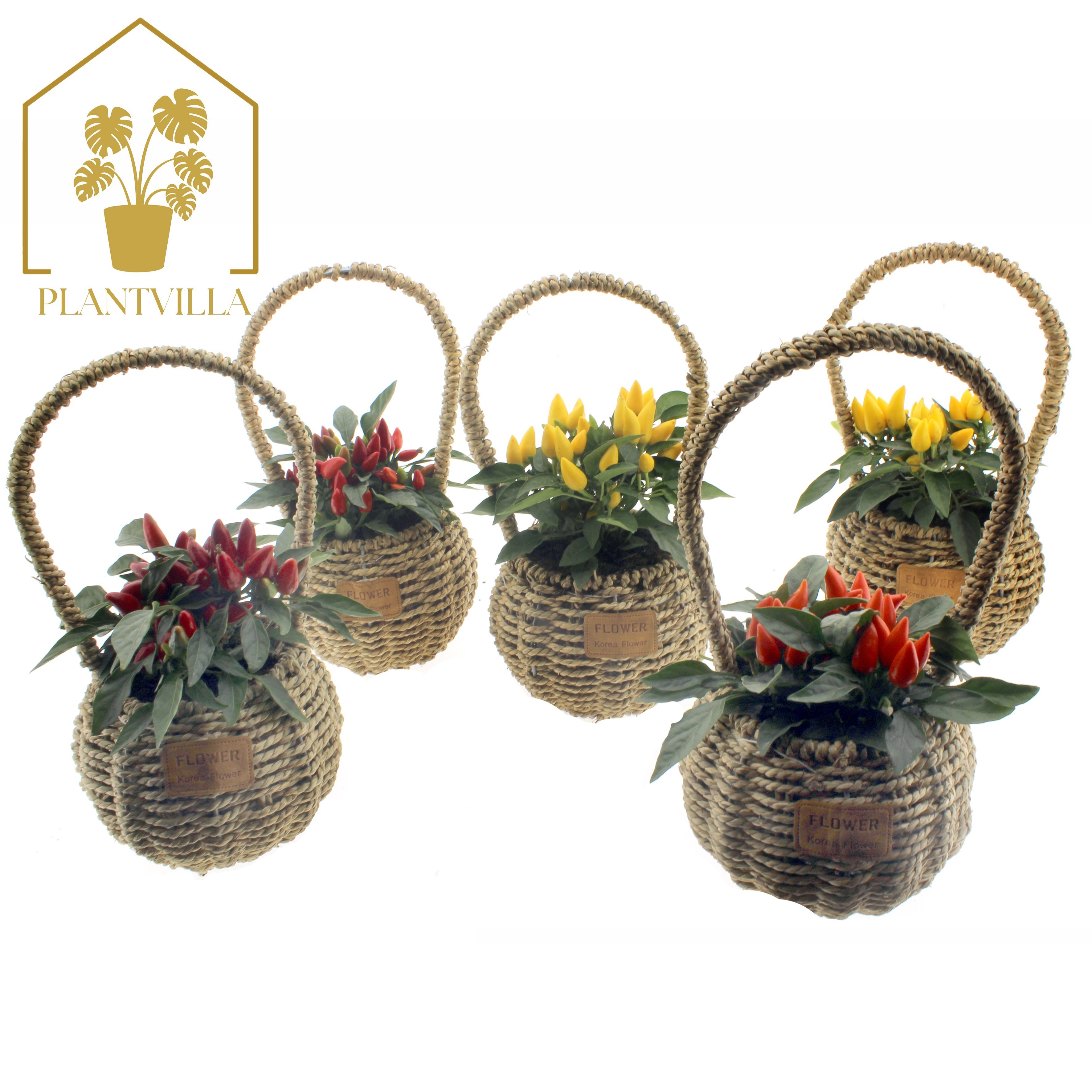Arr Tuinplanten 12P 35cm 99bloei