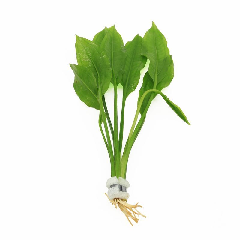 Echinodorus paniculatus bos