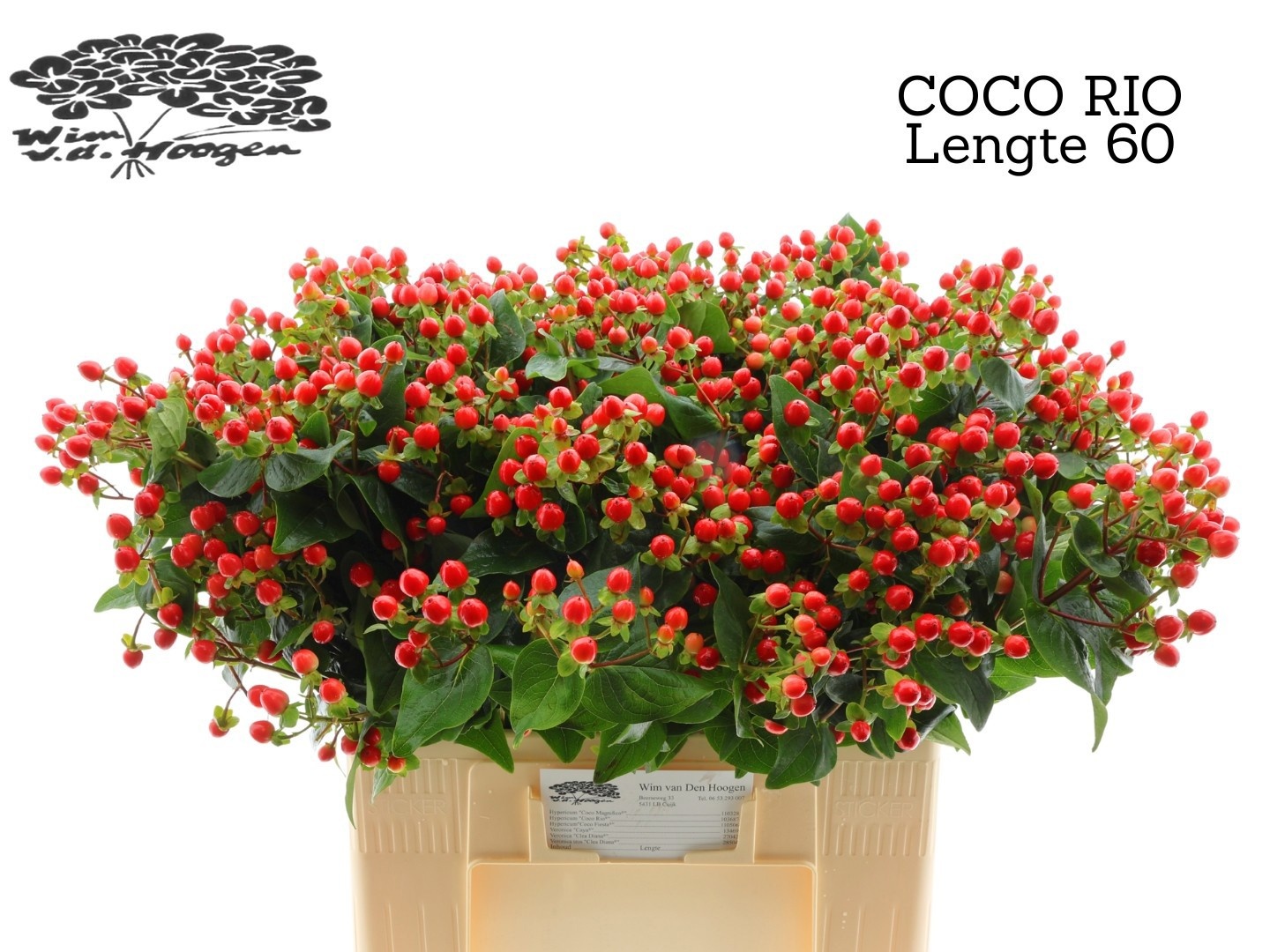 Hyp Coco Rio