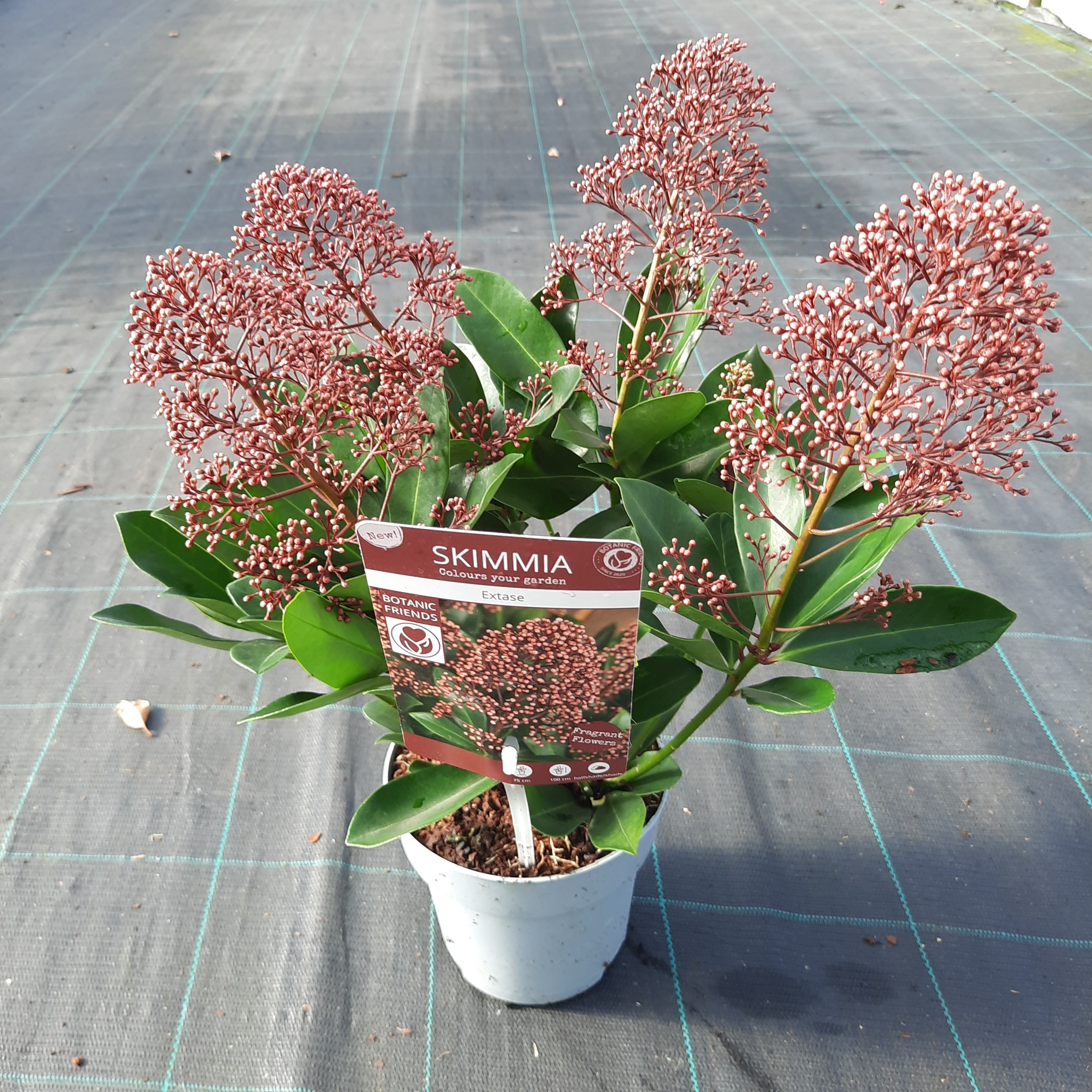 Picture of Skimmia jap. Extase