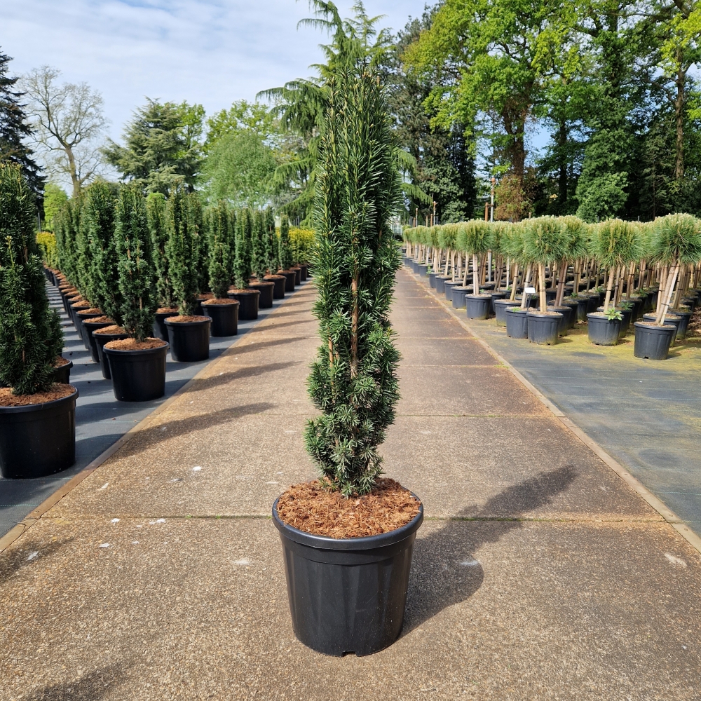 Picture of Taxus baccata Fast. Robusta C20 100/110 (LOOSE)