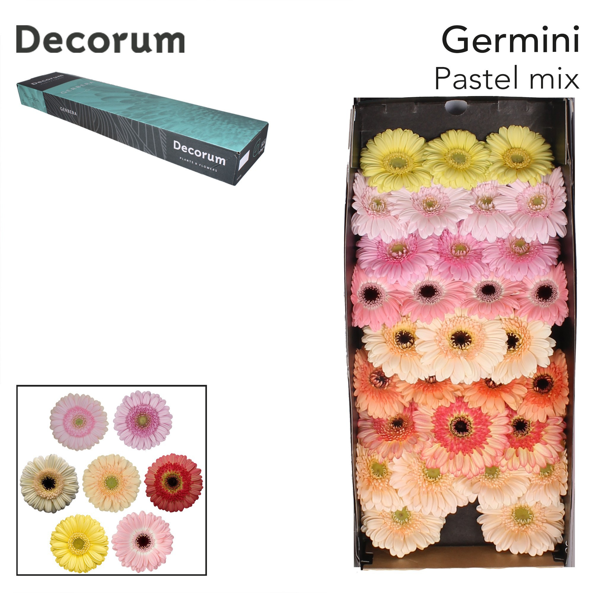 Ge Mi Gem