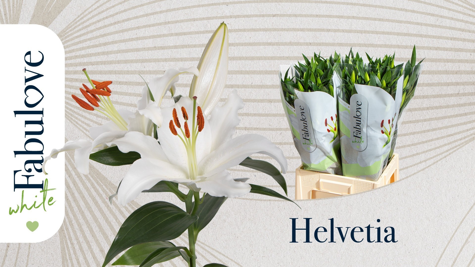 Li Or Helvetia