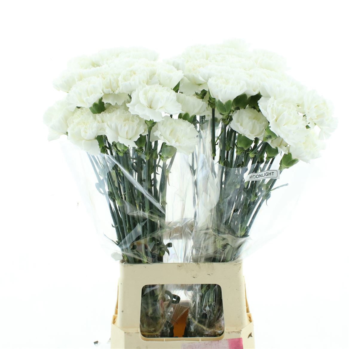 Dianthus Moonlight 70cm