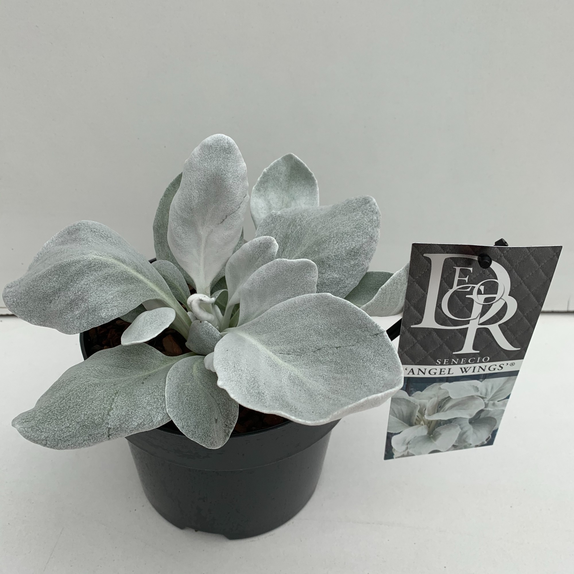 Picture of Senecio Angel Wings in tray P17 (2 Ltr)