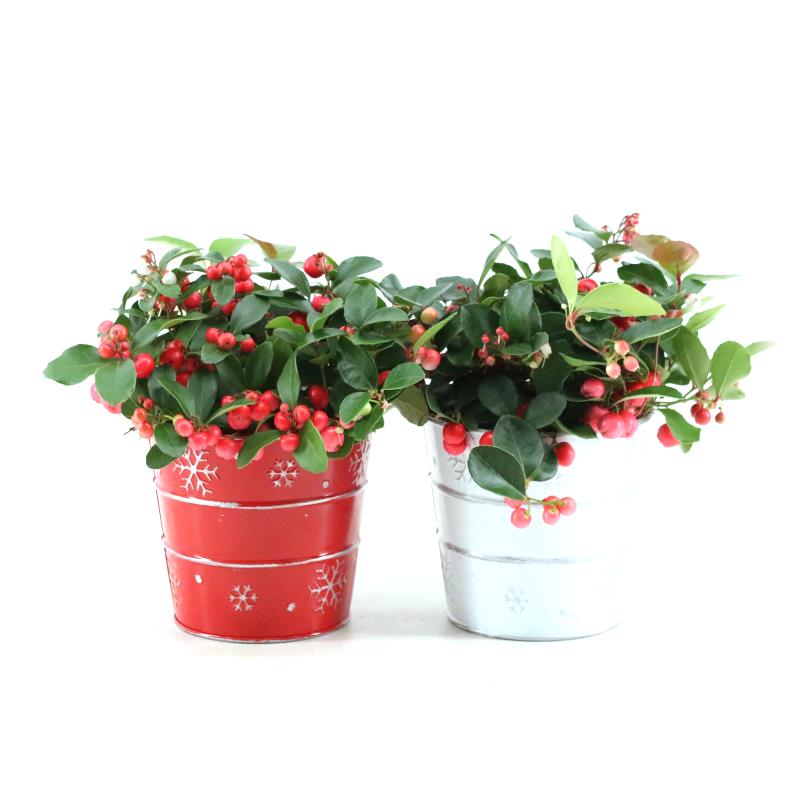 Picture of Gaultheria pr. 'Big Berry'® P10 in Zinc X-mas Duo