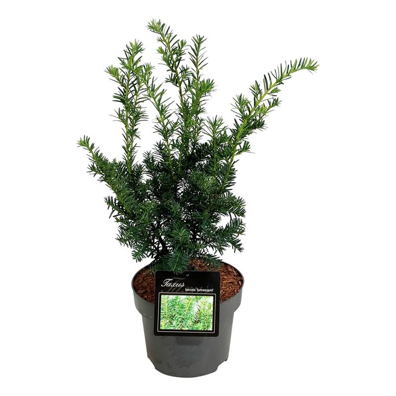 Picture of Taxus b. 'Summergold'