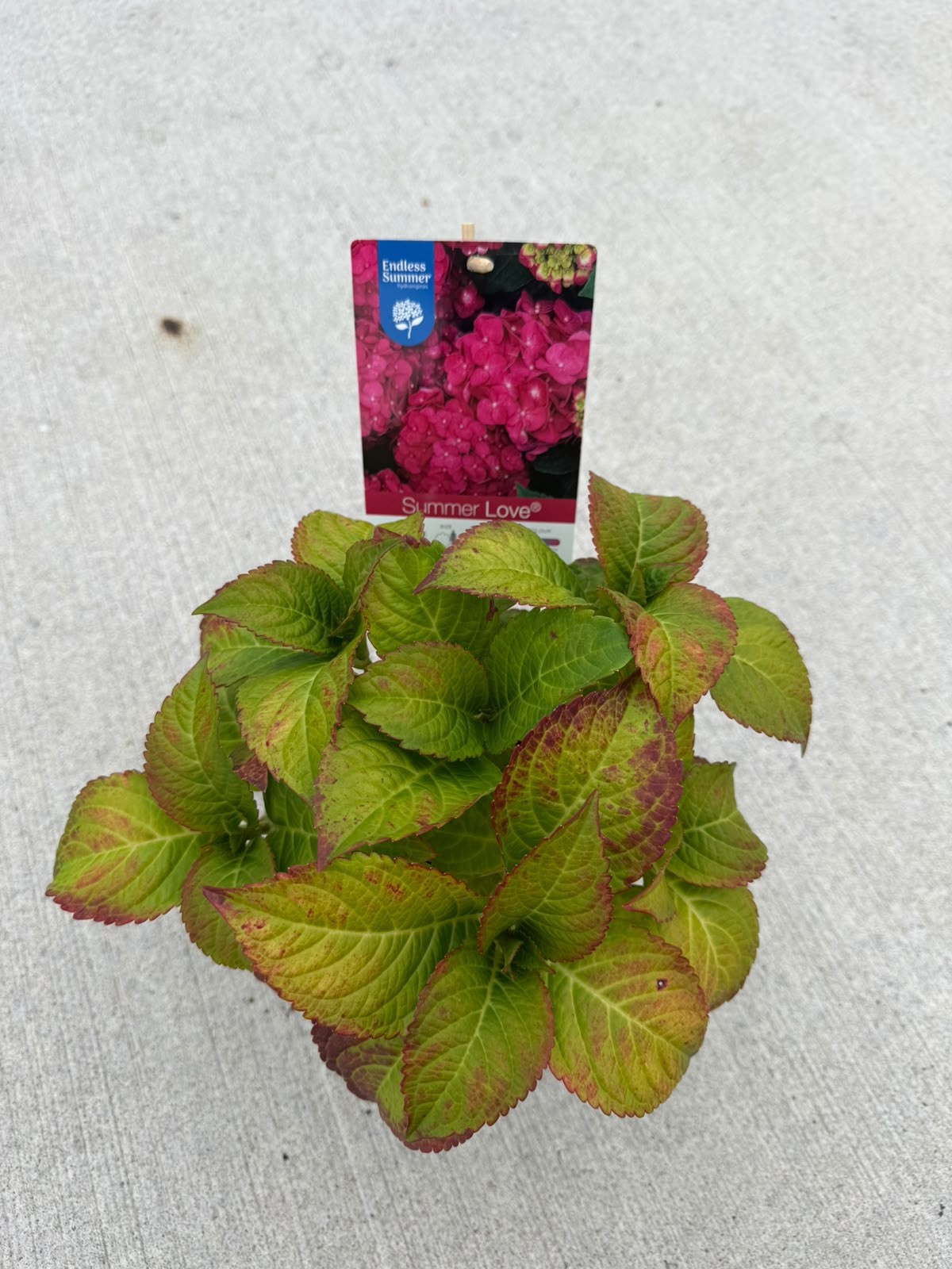Hydrangea macrophylla Endless Summer Summer Love Red