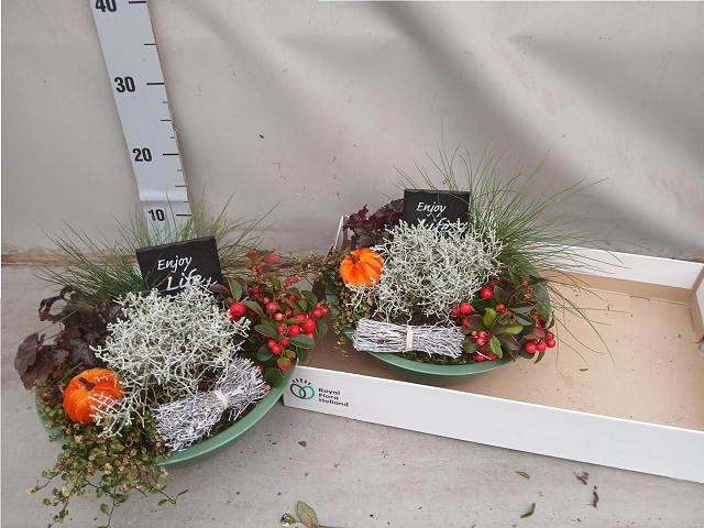 Arr Tuinplanten 32P 25cm