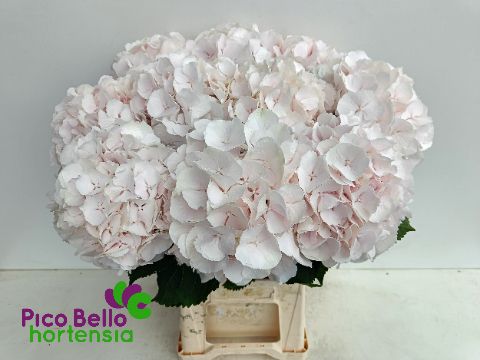 Hydrangea Sweet Verena 60cm 17Ø