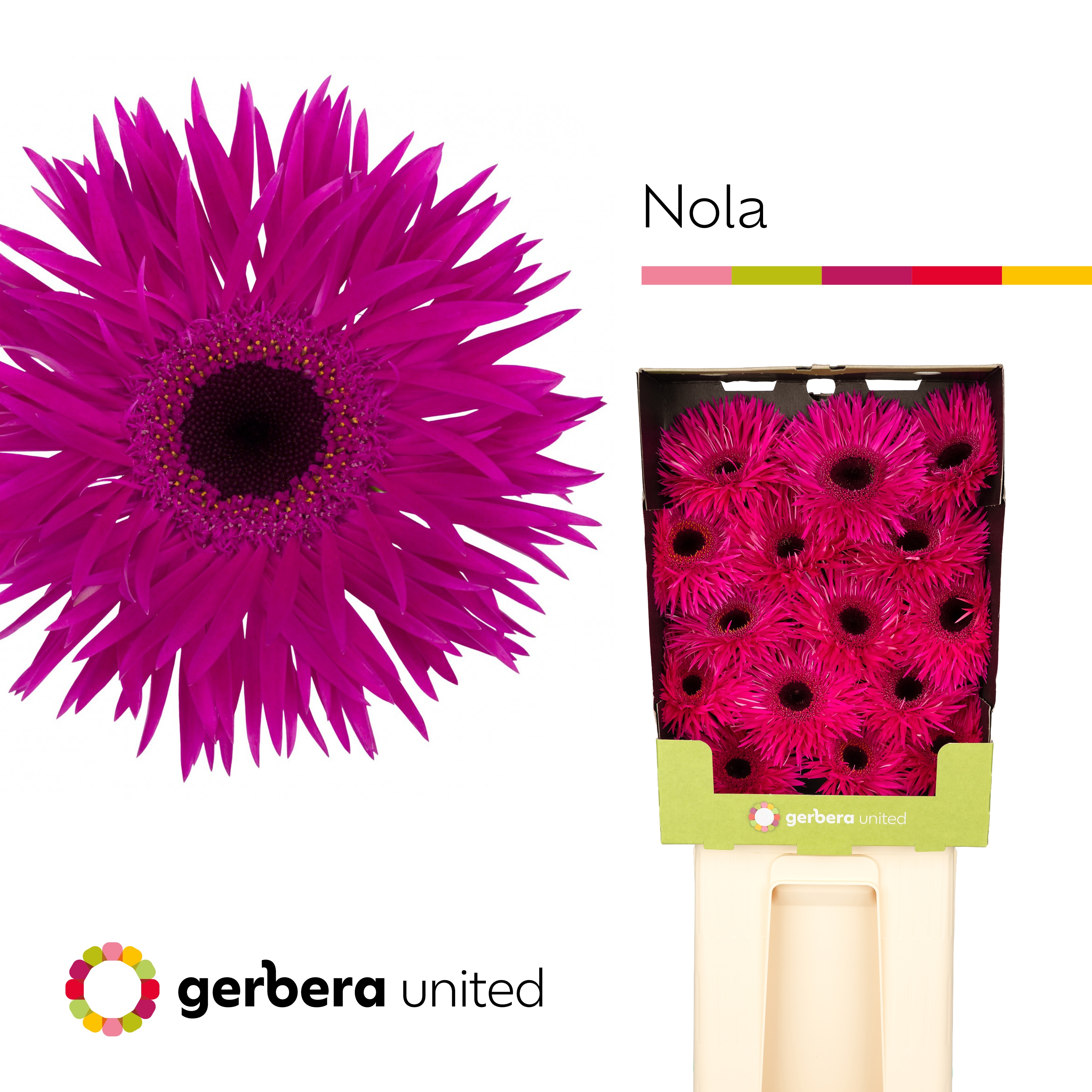 Gerbera Spider Nola Diamond