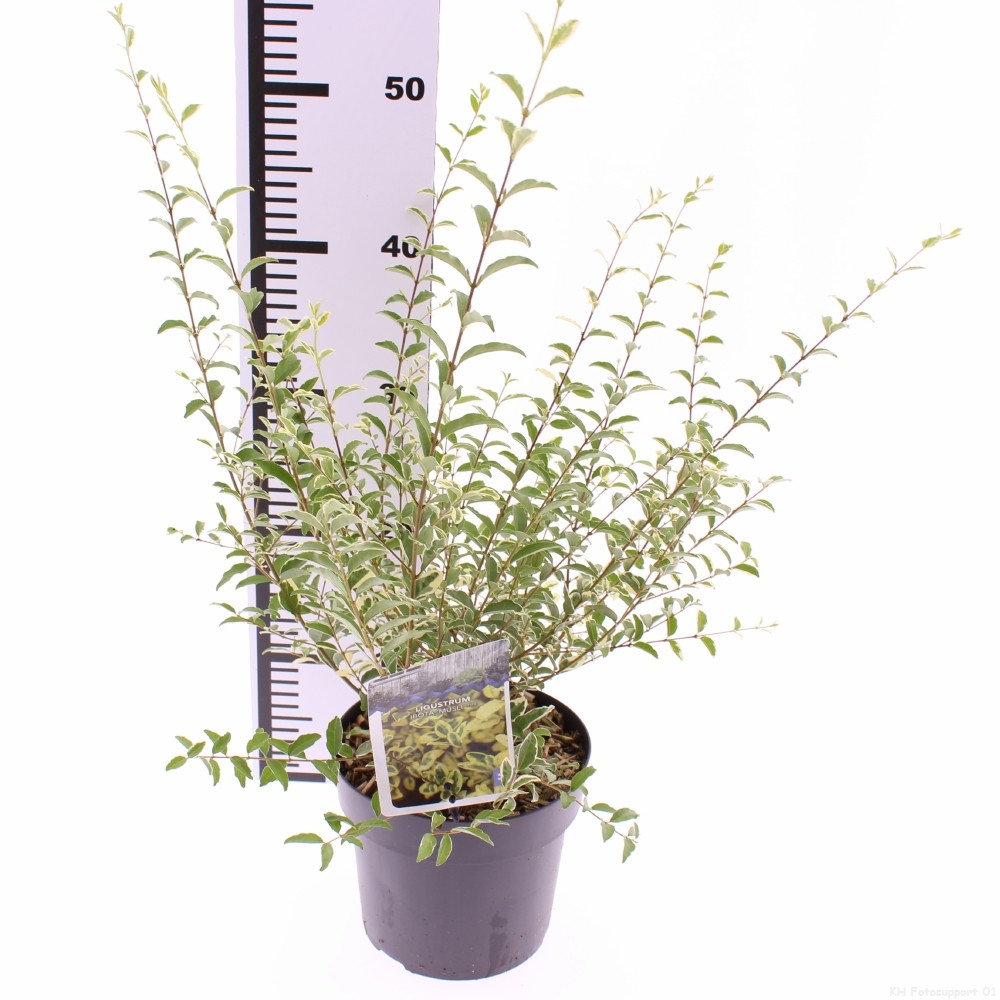 Picture of Ligustrum ibota Musli P17 (2 Ltr)