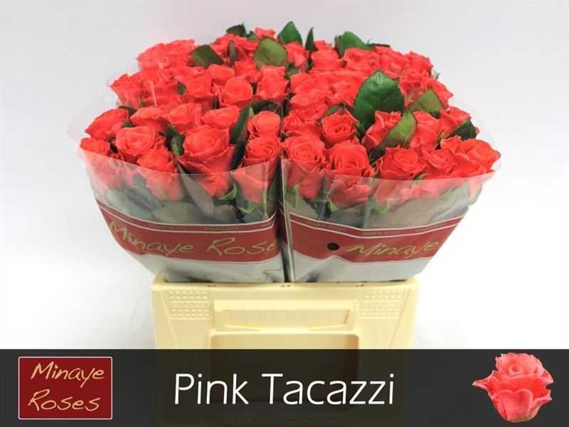 Rosa Pink Tacazzi 40cm