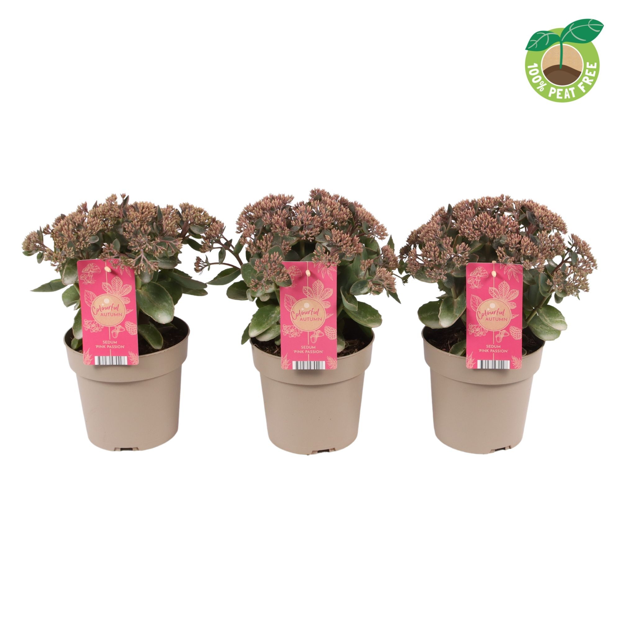 Picture of Sedum tel. Seduction Pink Passion P17 (2 Ltr)