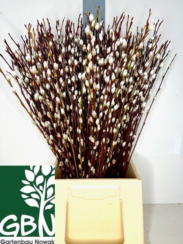 Salix Pussy Willow 40cm